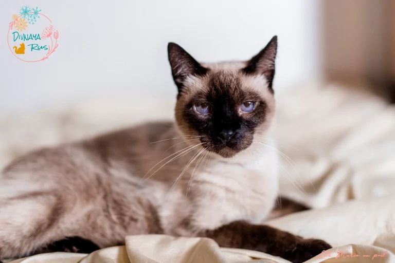 elvis