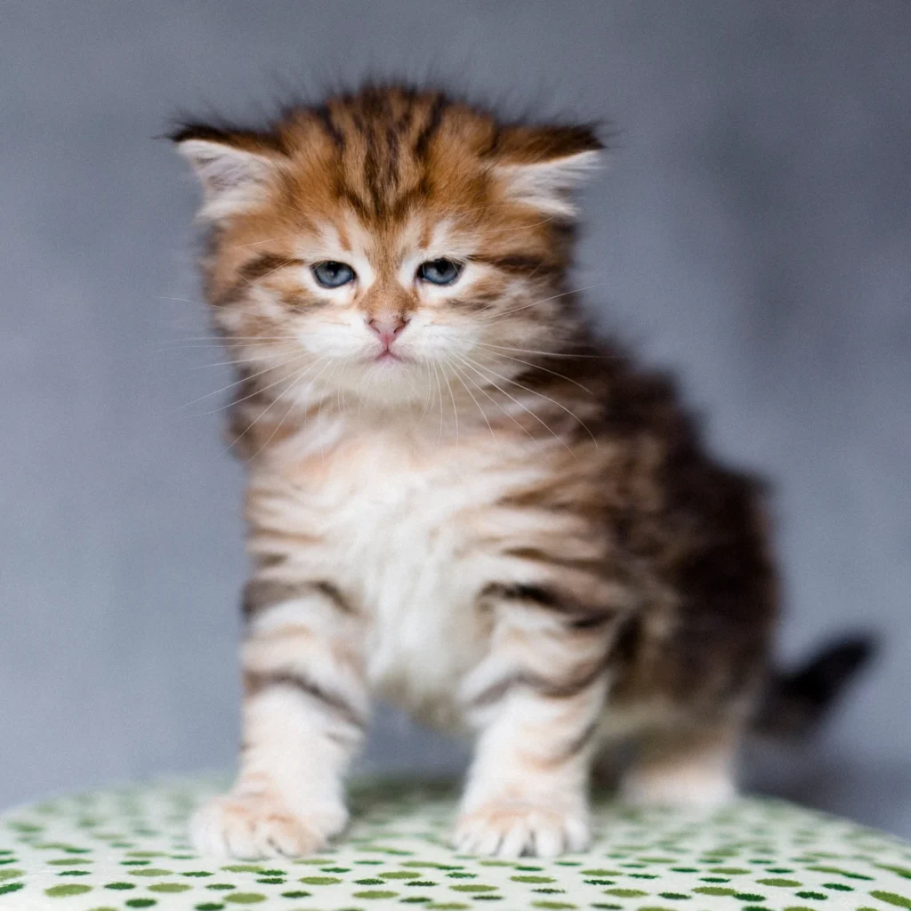 chaton sibérien