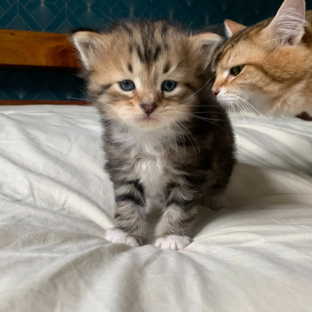 chaton sibérien