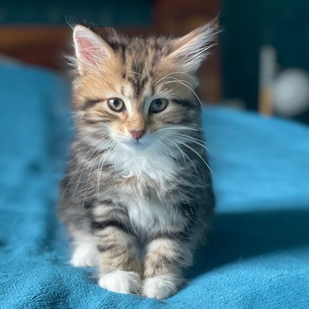 chaton sibérien