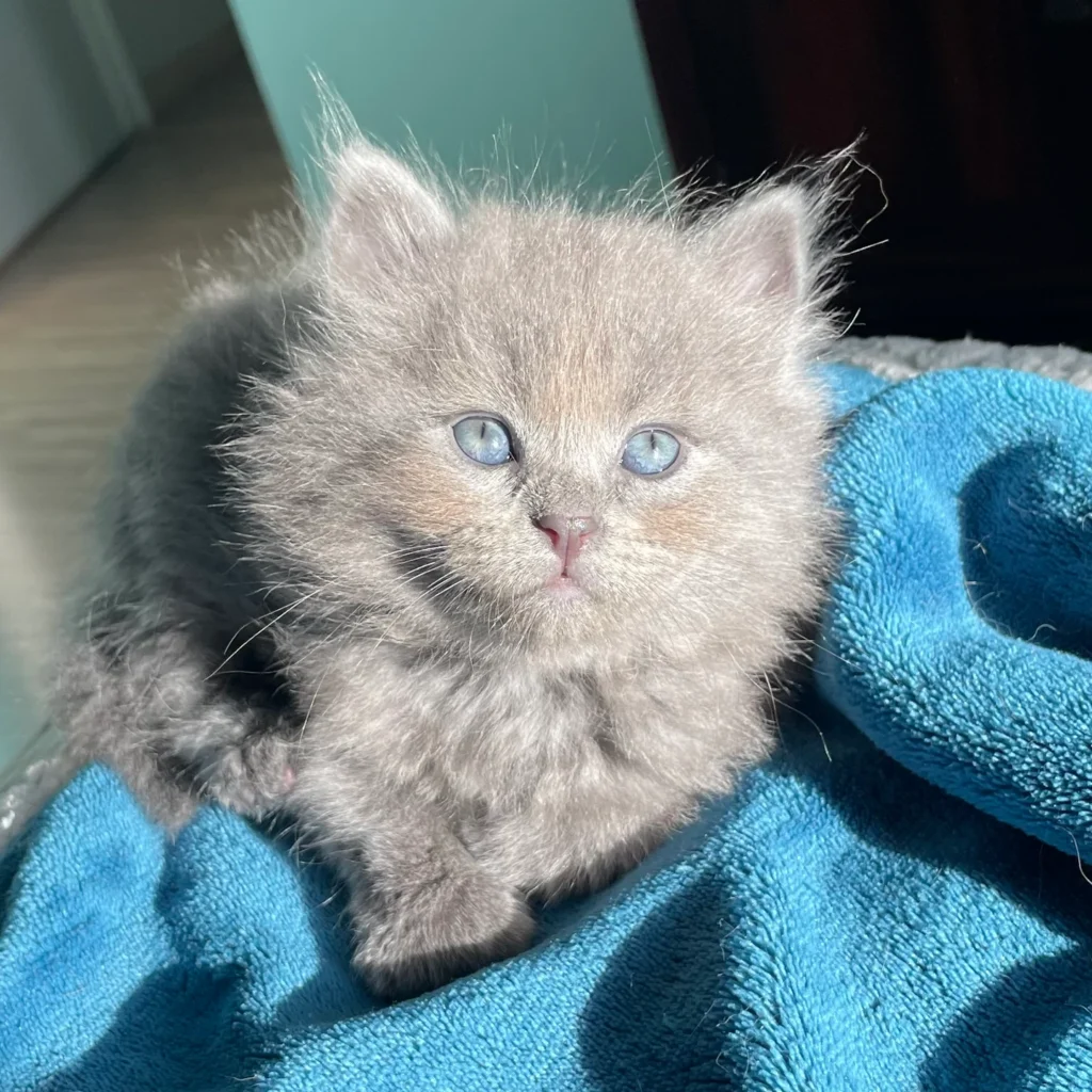 chat sibérien bleu solide