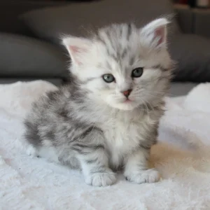 siberien silver