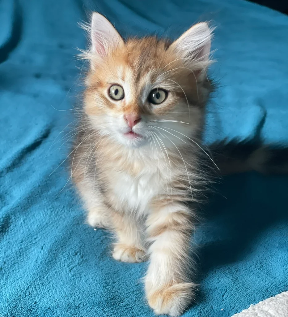 chaton sibérien