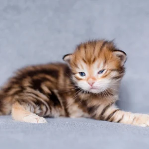 chaton sibérien