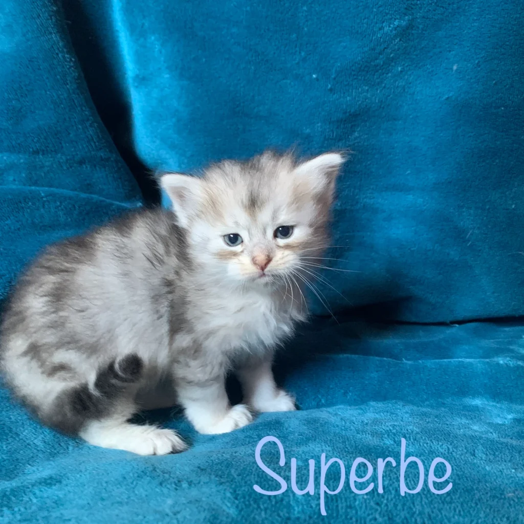 chaton siberien