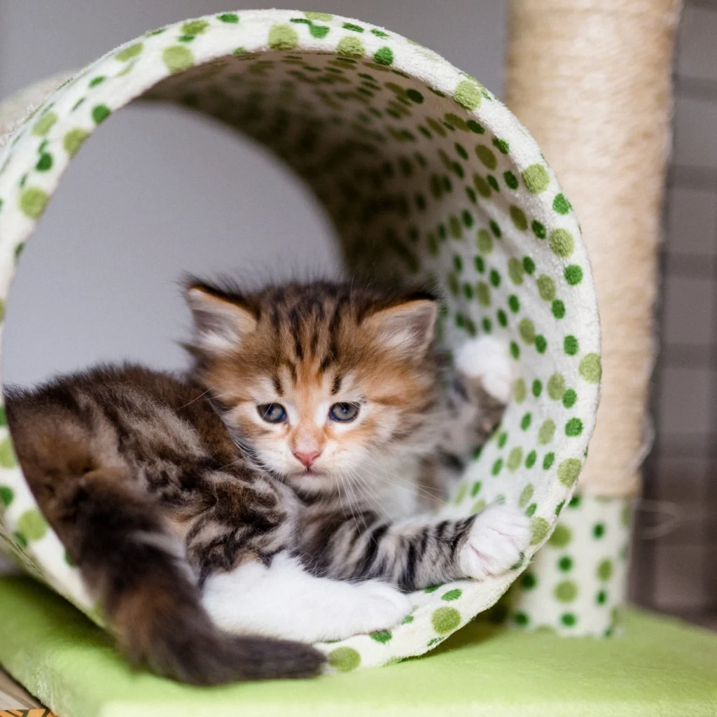 chaton sibérien