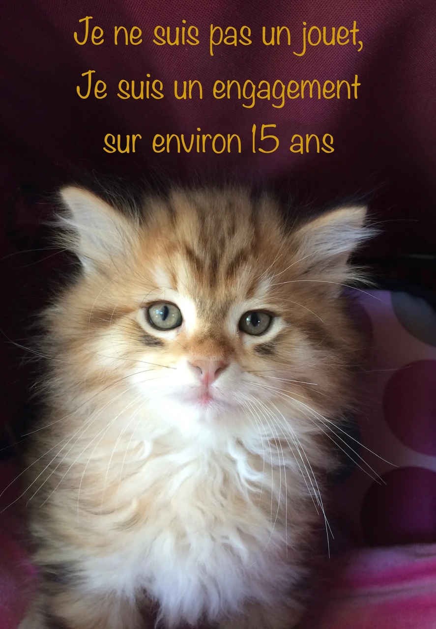 e2b886df-6925-49b1-bc0a-b72090fad8cf chaton sibérien