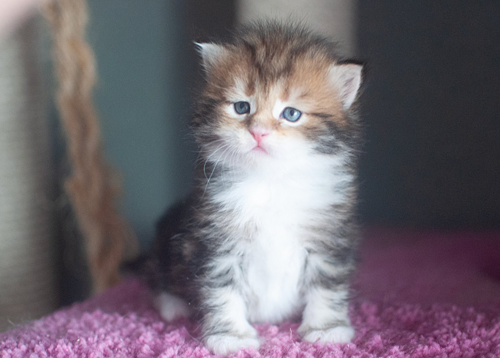 bulat bebe bulat bebe